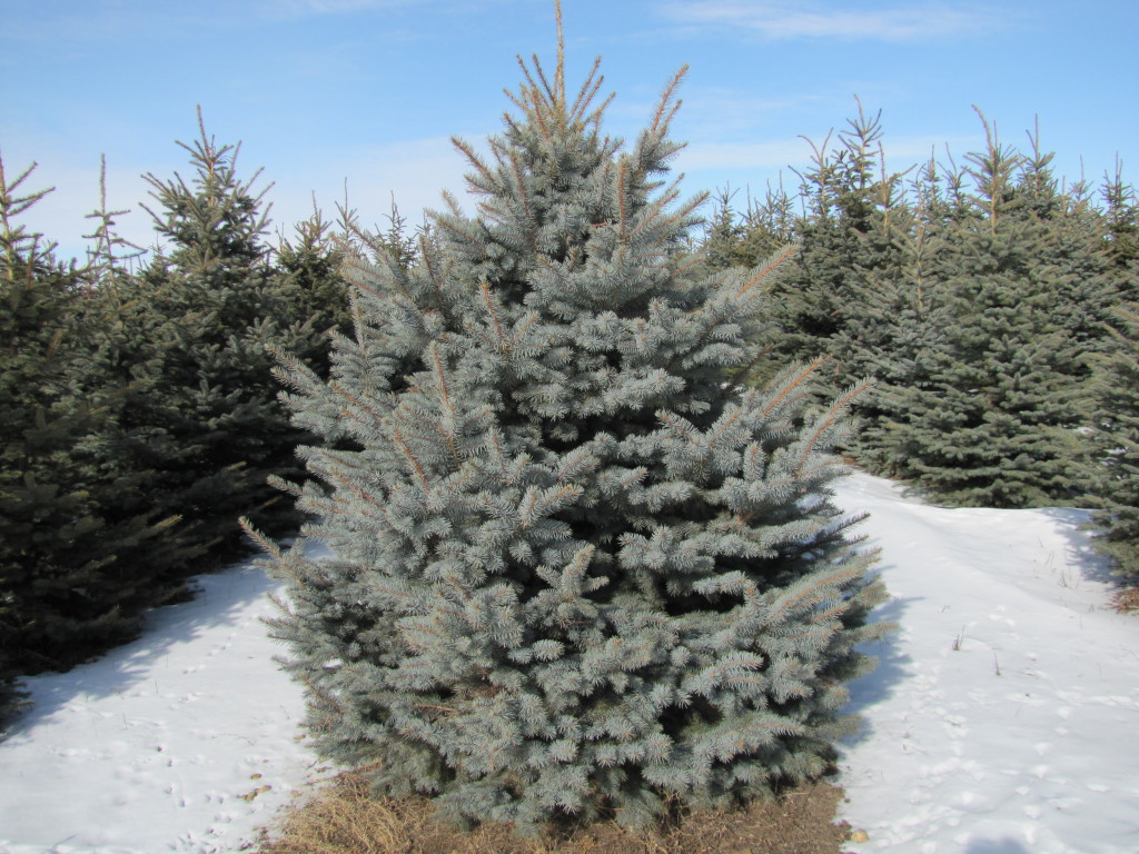 Spruce Trees for Sale