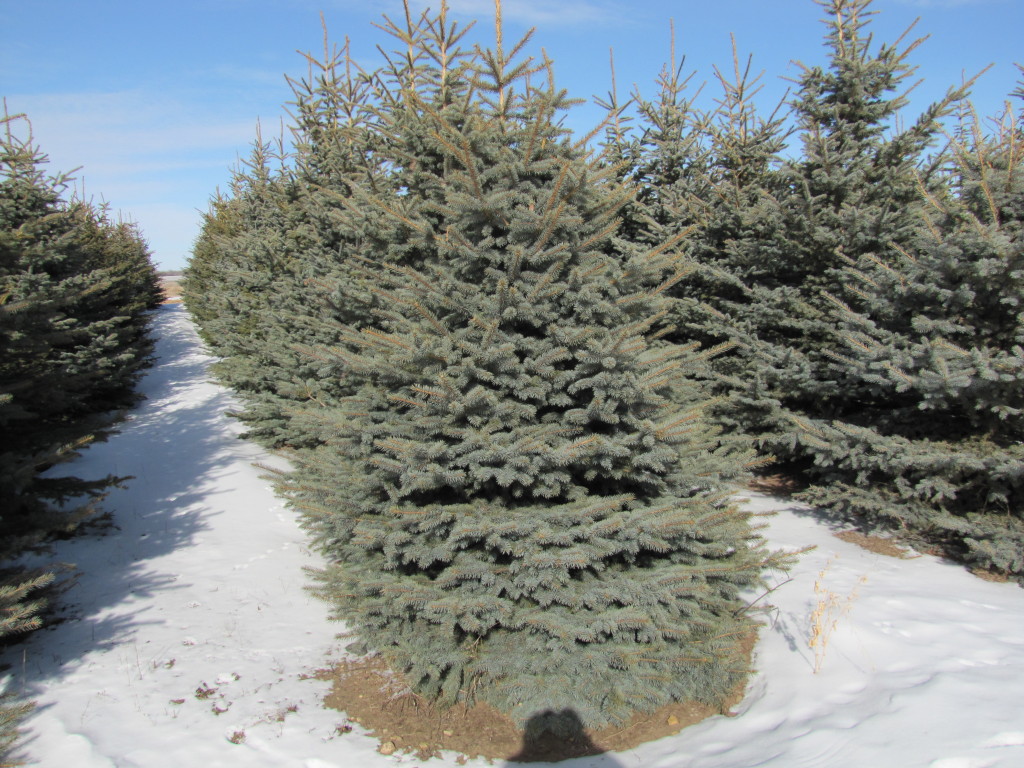 Spruce Trees for Sale